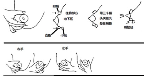 催乳课件《乳汁的产生与分泌》