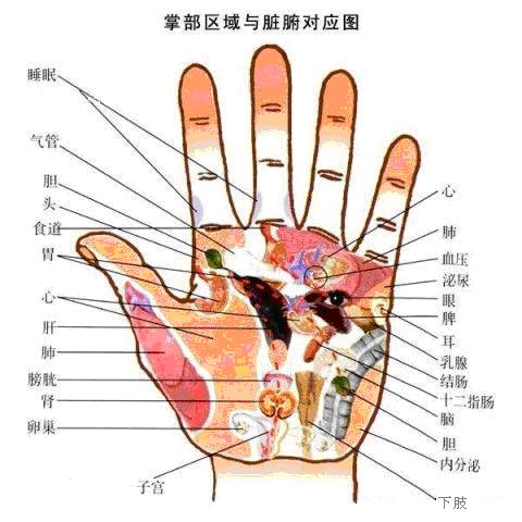 附2:第二掌骨侧速诊法